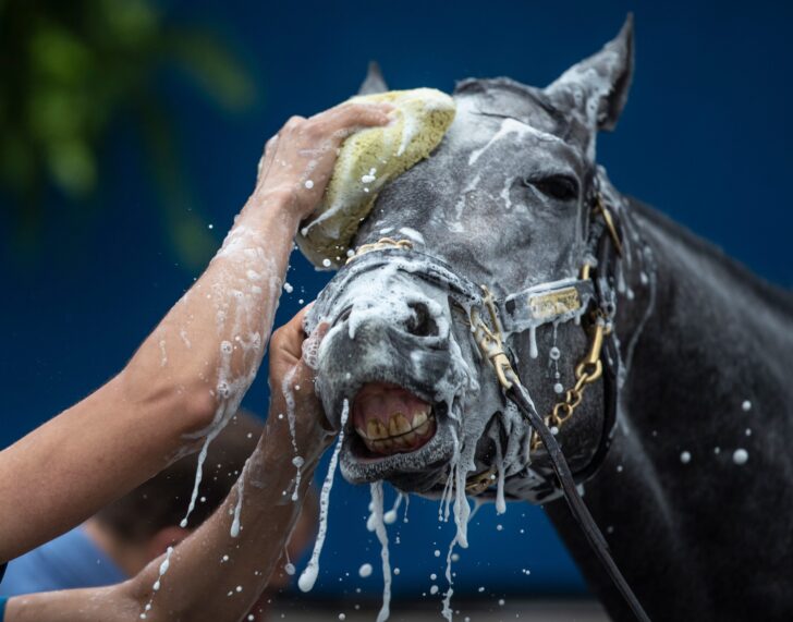 tvg belmont stakes promo